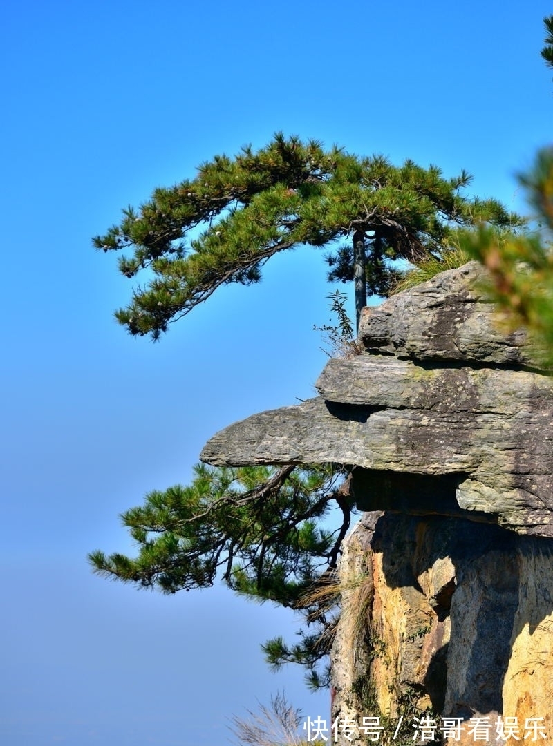 苍松|暮秋庐山美