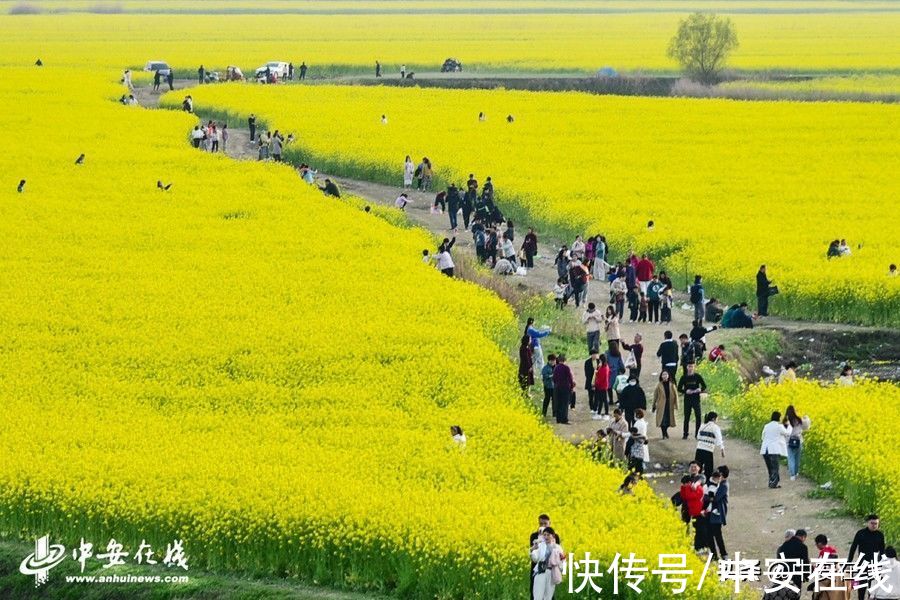 合肥|美丽安徽：胜日寻芳景 皖山皖水情