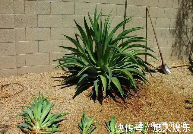 龙舌兰用根茎底部的侧芽扦插繁殖，比繁殖芦荟还简单