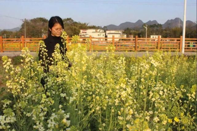 打卡|七拱油菜花开美如画，抓紧时机打卡吧！