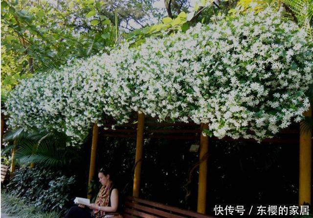 院子里不要乱种花,五一后此花要栽2棵,花开190天,香飘满院