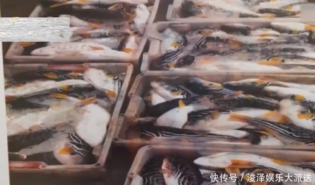 男子食用野生河豚身亡,卖家被追责委屈喊冤:说了不卖,他偏要买