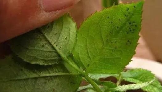 杀虫|养花害虫多，5种常见病虫害，教你自制小方法，杀虫很有效