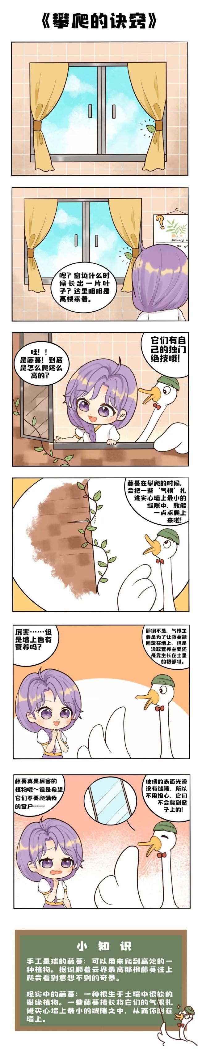 手工星球：藤蔓可以爬到这么高，竟然是因为长了“脚”？