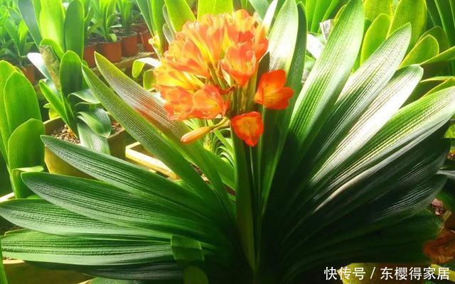 为什么君子兰不开花,因为你忽略这些关键点