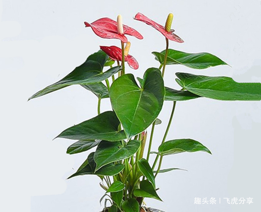 新买的花几天就发蔫变黄了,老大爷教了一招,几天就恢复生机