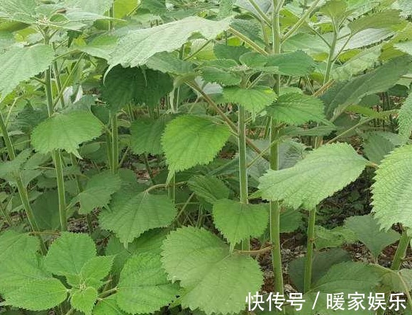 风一吹就“泛白”的野草,曾被当作无用杂草,殊不知用途广价值高