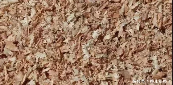 养多肉还在买土，你真的out了！