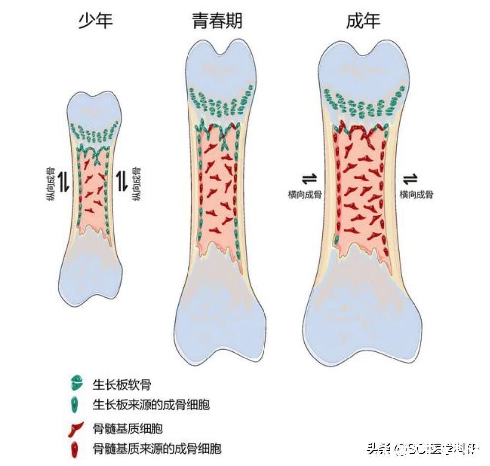 研究员|运动有利于骨骼增长还是增粗？