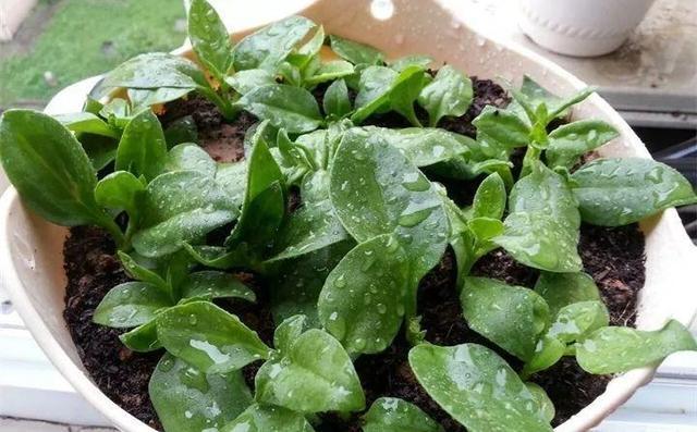 原来这些花开完后，把枝条剪下来插土里就能生根，一盆变多盆