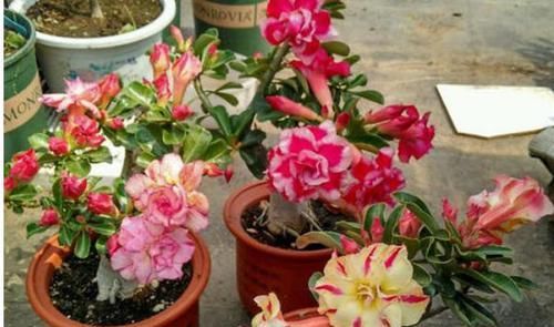  静养|沙漠玫瑰，冬季要静养，1多、2不要，不然开春只剩盆