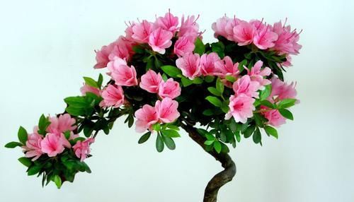  颜值|超惊艳的4种花，四季都开花，颜值超高的，种植很容易