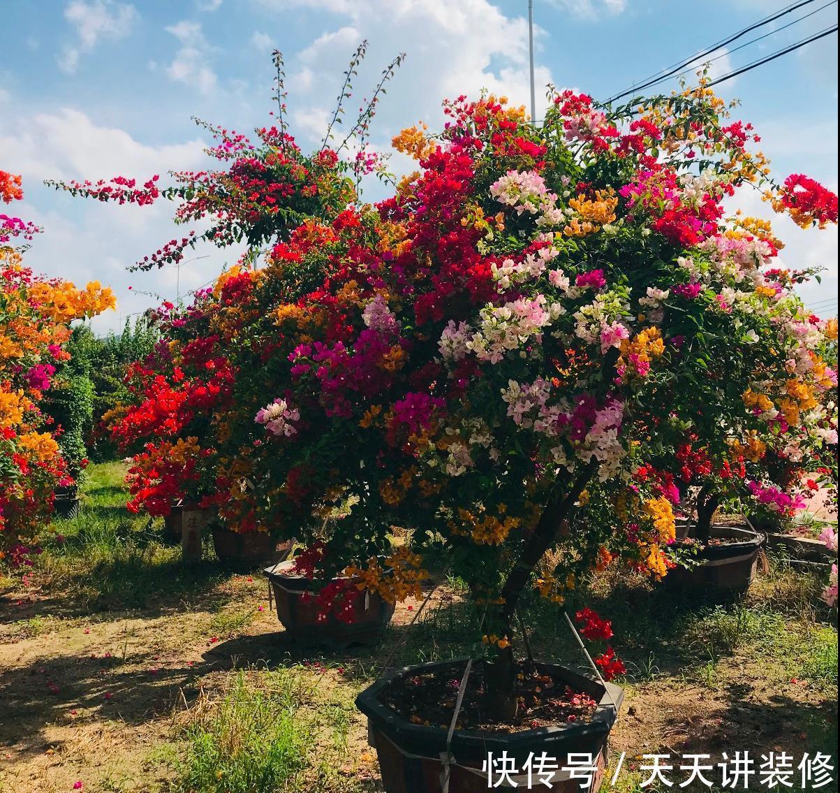 磷酸二氢钾|三角梅促花“小技巧”，让枝条猛增，越开花越有劲