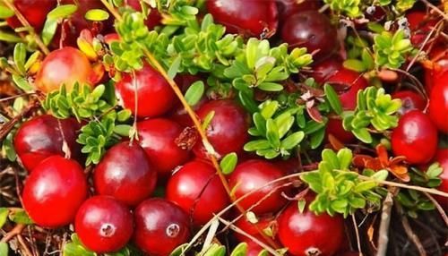 肌肤|女性想要皮肤好常吃3种食物,美容养颜、滋润肌肤,好处多多