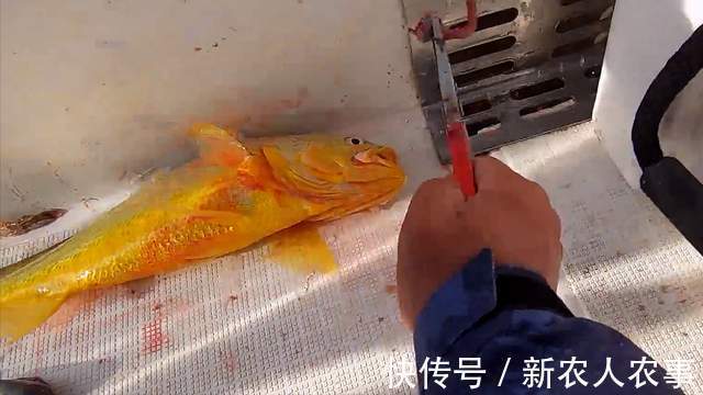 浙江4名男子驾船3小时去海钓,收获了17条大黄鱼,总价值4.4万元