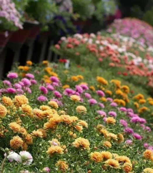 全日照|这5种花爱晒太阳,越晒花越多,很快就能爆盆!