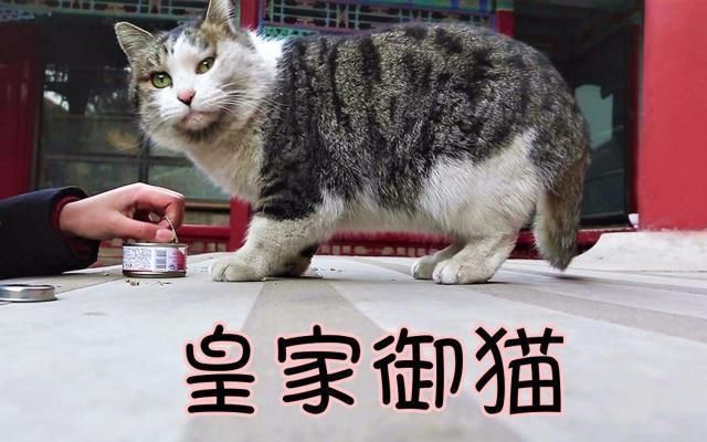 老年|故宫里的猫被称为皇家御猫，原来这些猫的来历不简单