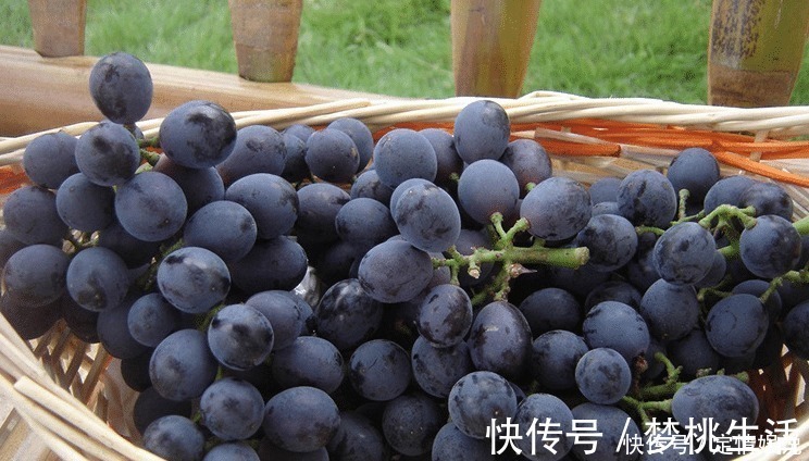 葡萄皮|洗葡萄,只会用盐水就错了!多加2样,虫子乖乖逃走,又快又干净