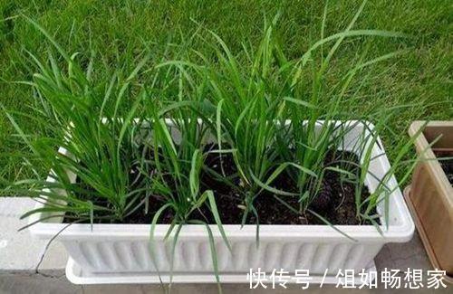 小小阳台种韭菜,不用花太多的功夫,想吃就割可以割八年