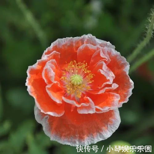 “舞草”虞美人,当微风拂过阳台,它如同飞舞的彩蝶栩栩如生!