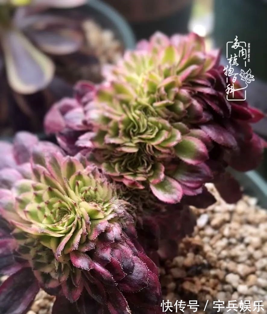 多肉植物|养多肉三年多九万里悟道,终归诗酒田园!