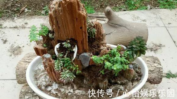 老桩|路边一堆“名贵花”,丢人也要捡,捡回家养2个月就开花!