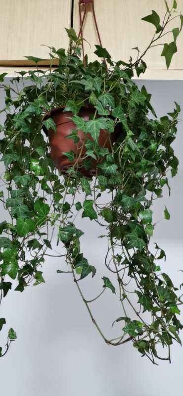 新装修的房子养9种花,净化空气效果好,养在家里也漂亮