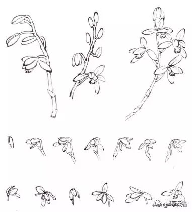 兰花&图文教程——兰花画法