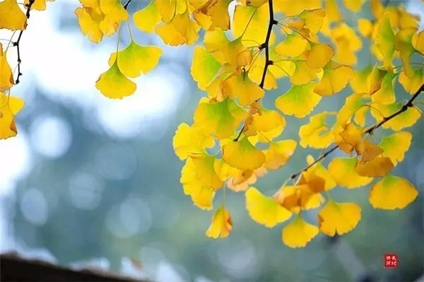 满园春色宫墙柳$意境最美的10首古诗词,陶醉其中