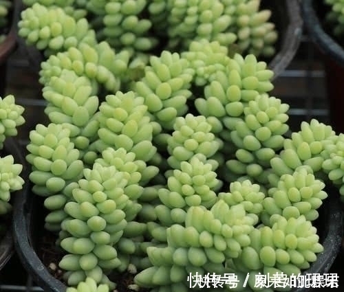 长得比吊兰好看,肉呼呼的还好养,晒晒太阳就爆盆,不要太好看咯