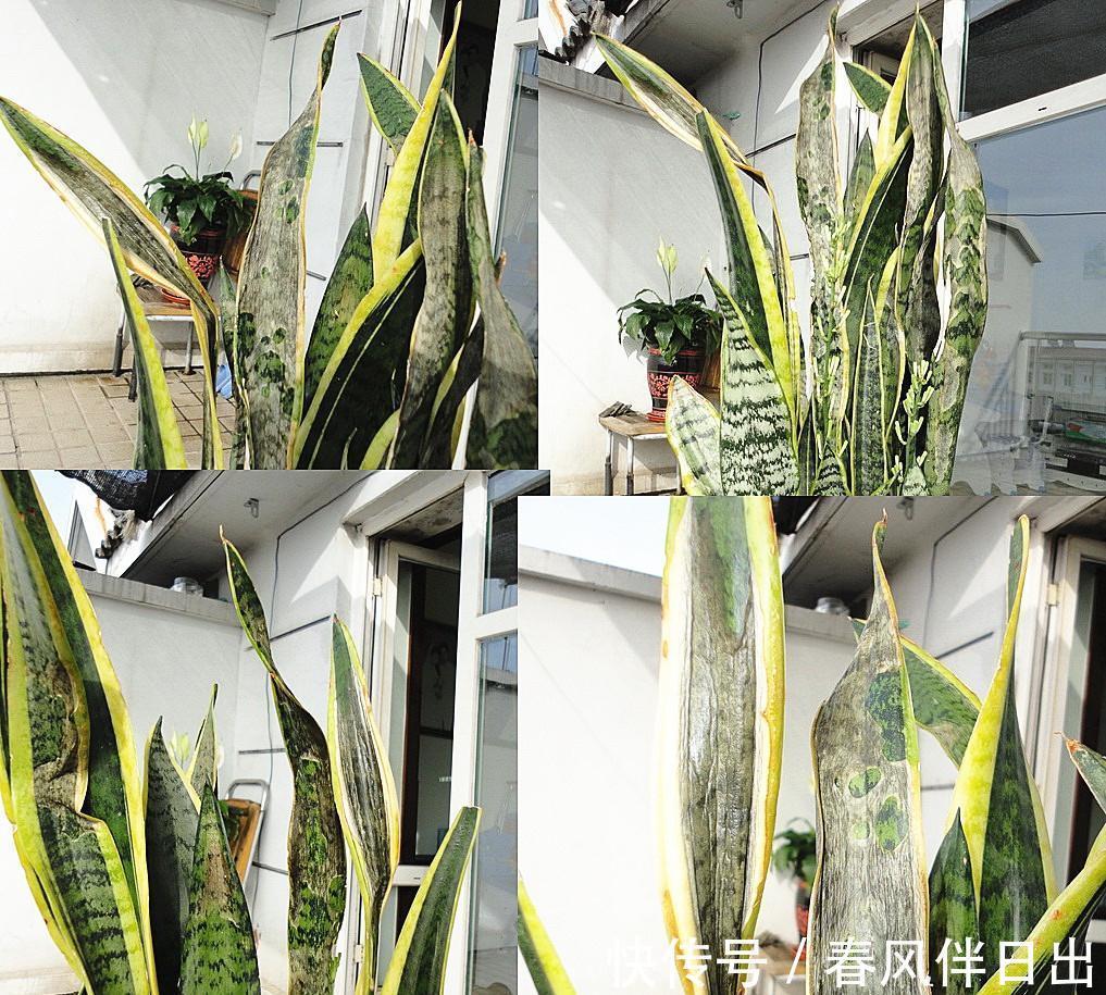 这个4原因让虎皮兰叶子变软,一波反向操作,恢复虎虎生威