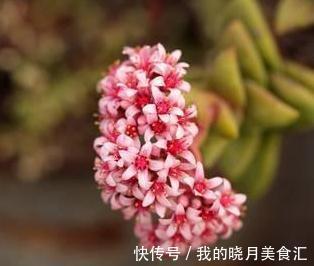 论怎样为变丑的多肉植物整容