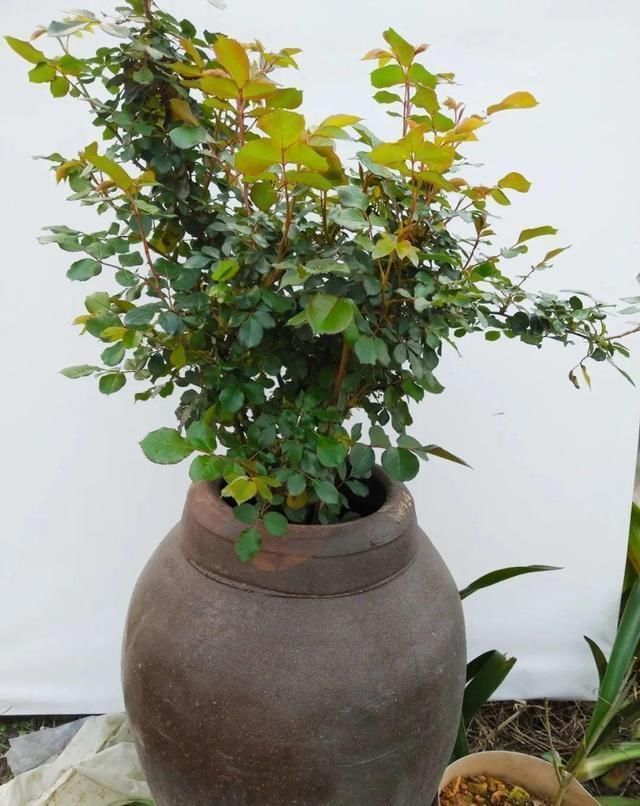 我型我秀|腌咸菜的坛子钻个孔,养花变成巨无霸,特美