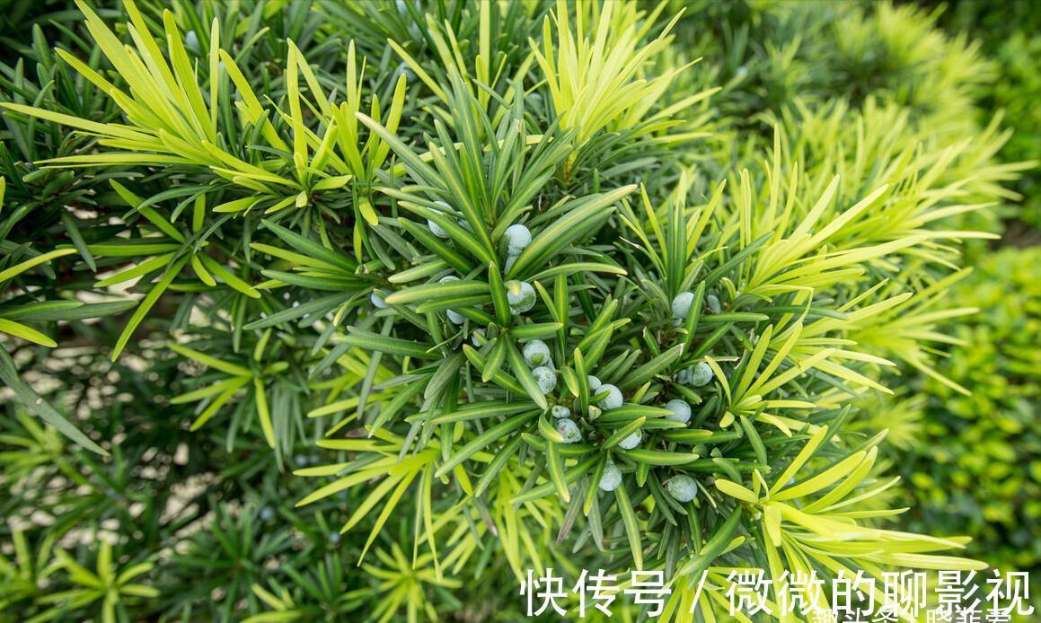 7种“旺宅树”，家有空地建议种一棵，能吃好看，旺财添福寓意好