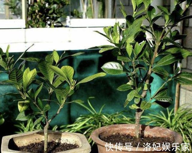 扦插|夏天还买花5种花枝条“折1根”,扔花盆里,萌发“小根系”