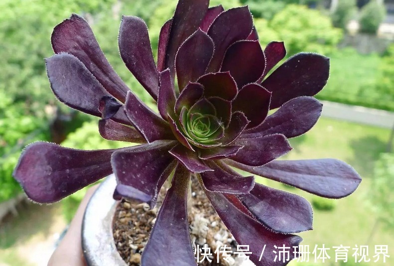 养多肉黑法师,将注意力集中在这3点,盆栽长得格外精神