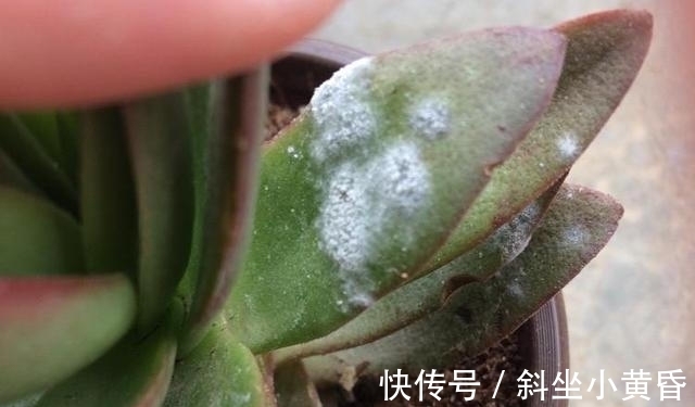 养护|多肉是懒人植物是花店老板最善意的谎言,尤其是病虫害,懒真不行