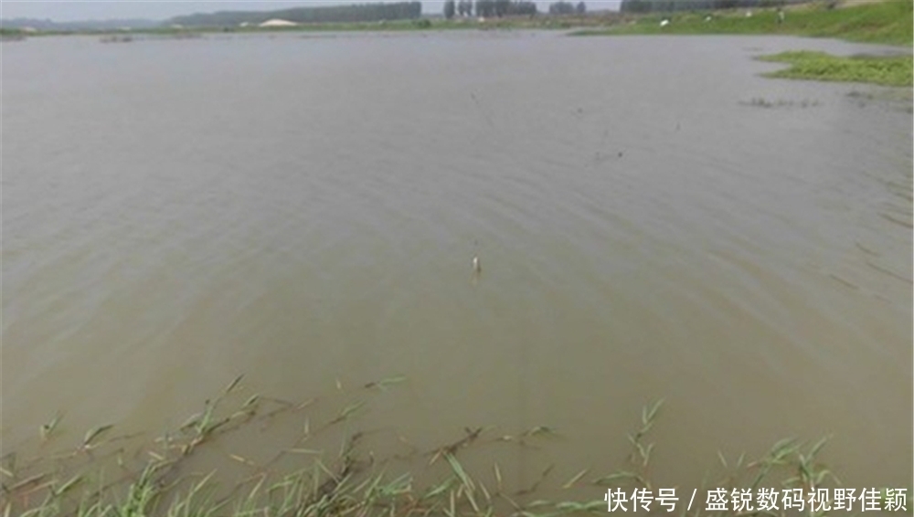 涨水钓草鱼,越钓越欢喜,夏季雨后用这些招数,大草鱼连竿上!