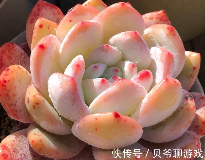 多肉植物养不好,养肉先养根,养好多肉要根部做起