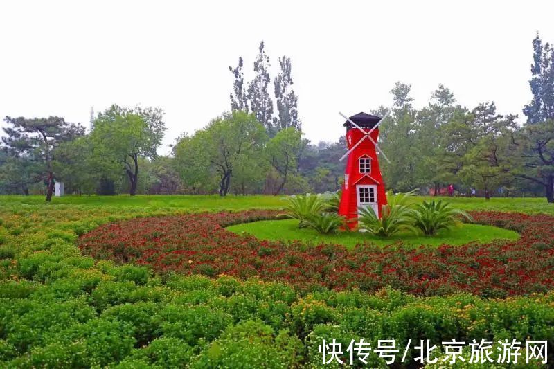 40余万株秋花绽放！海淀这里花坛、花境、花艺、花海，惊艳绚丽