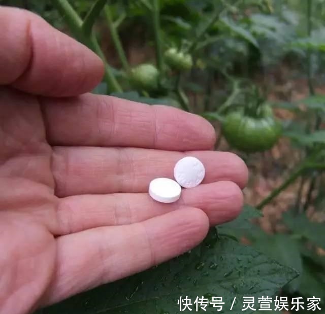 文竹|悄悄告诉你,养花高手都会的10个“小妙招”,学会以后,事半功倍