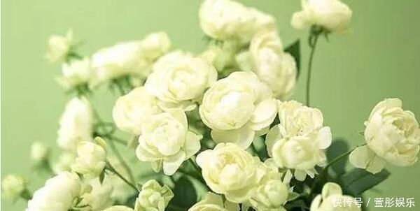 盆栽|盆栽茉莉花,养护注意这3点,花开一茬接一茬