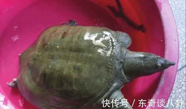 钓鱼|广东男子遇上“罕见”河鳖，僵持半小时没能上岸，网友：放手吧