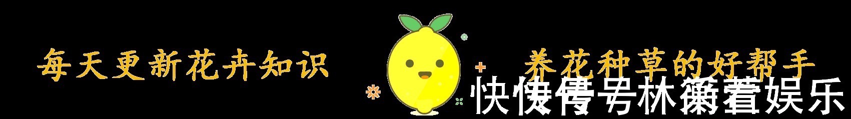 绿法师|多肉不能随便养,挑这3个品种,三五年成老桩,价值涨了不少