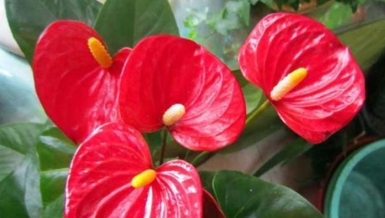 美爆|5种漂亮花,好打理易爆盆,花朵烂漫迷人,美爆了