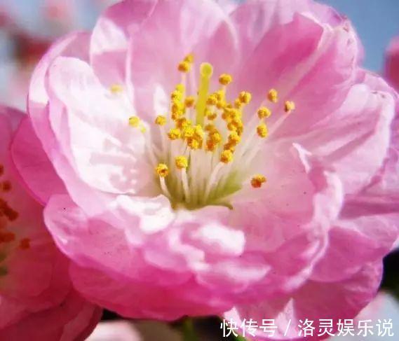 小花|榆树和梅花“杂交”，没想到生的真美，榆叶梅盆景，能满枝开红花