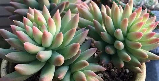 6种普货多肉,颜值高好养护,长成悬崖桩,看起来真过瘾!