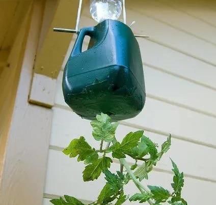 植物|没地种花种菜,没时间浇水几个塑料瓶就能解决,DIY变废为宝