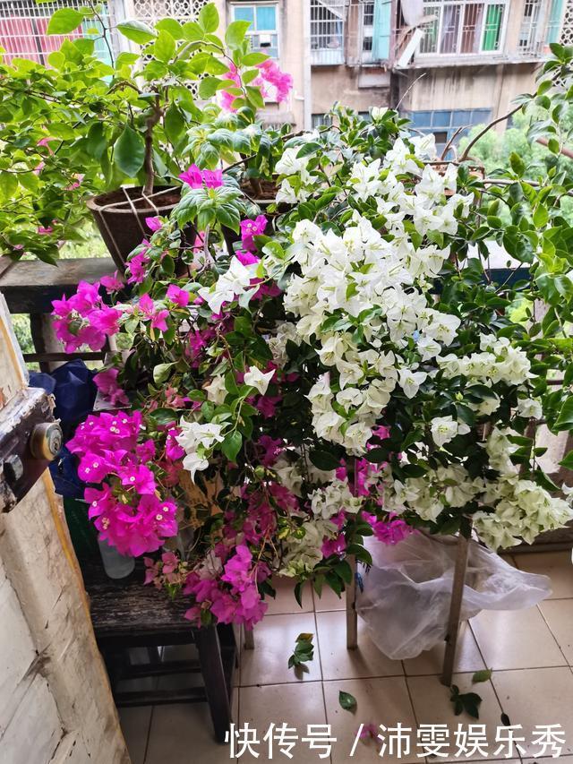 5种花越养越上瘾,只要养好一盆,就会特别喜欢