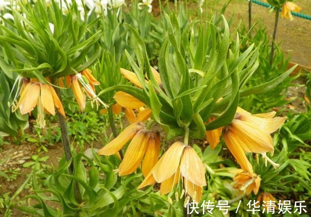 花卉|养花养个奇特的,开花很像是皇冠,养护的方法难度很小的